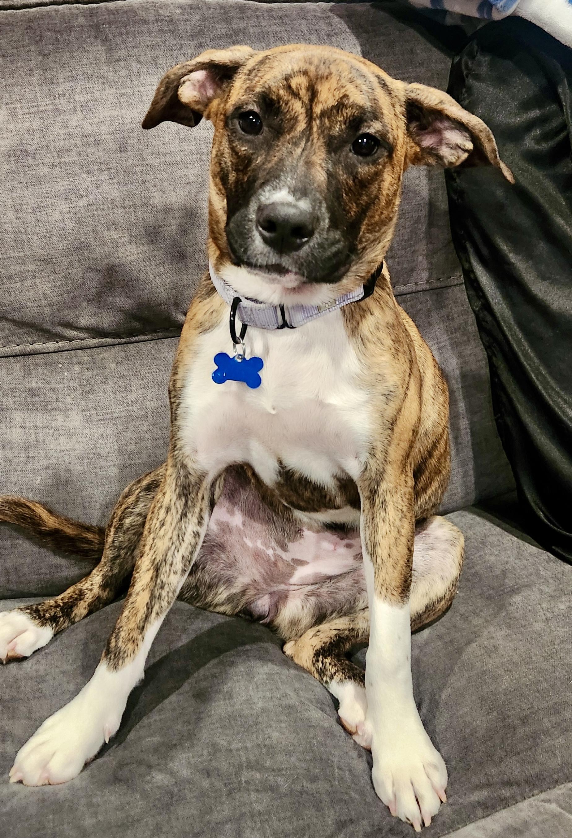 Alma, an adopted mixed breed in Wappingers Falls, NY image 5/5
