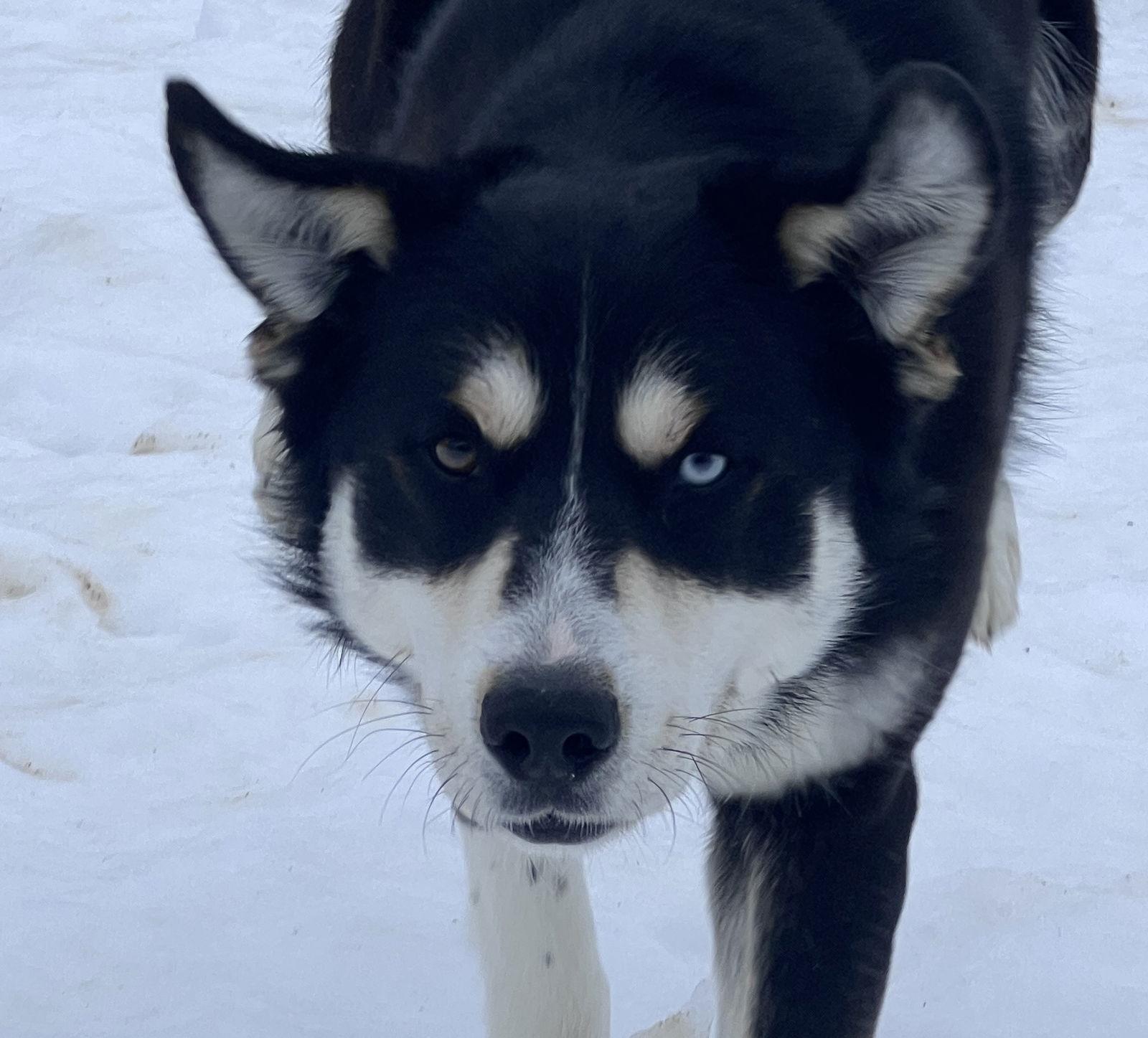 Enlarge Tundra, a Adoptable Husky in Webster, WI image 1/3
