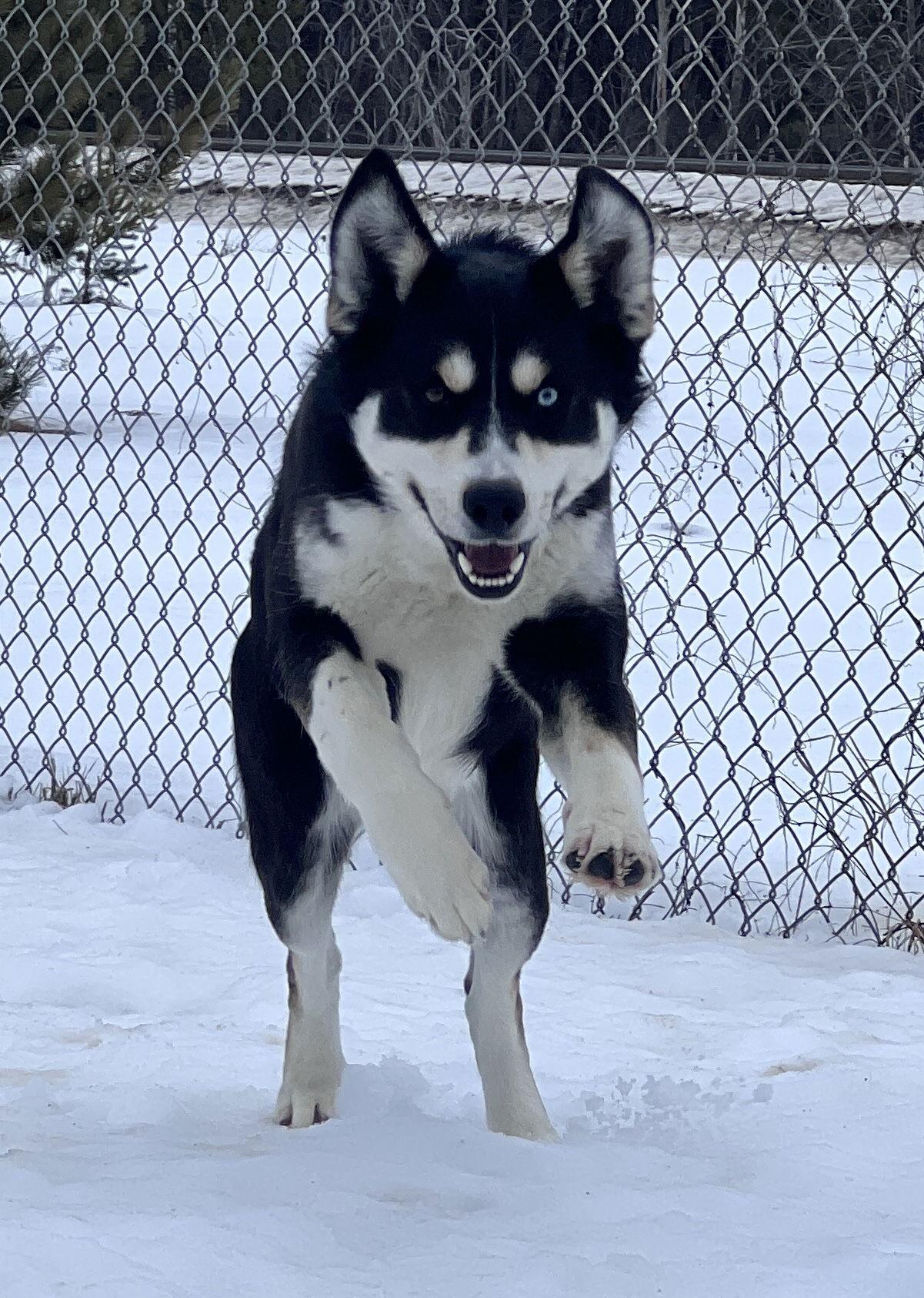 Enlarge Tundra, a Adoptable Husky in Webster, WI image 2/3