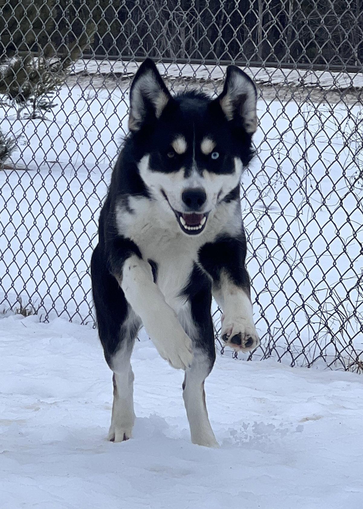 Enlarge Tundra, a Adoptable Husky in Webster, WI image 2/3