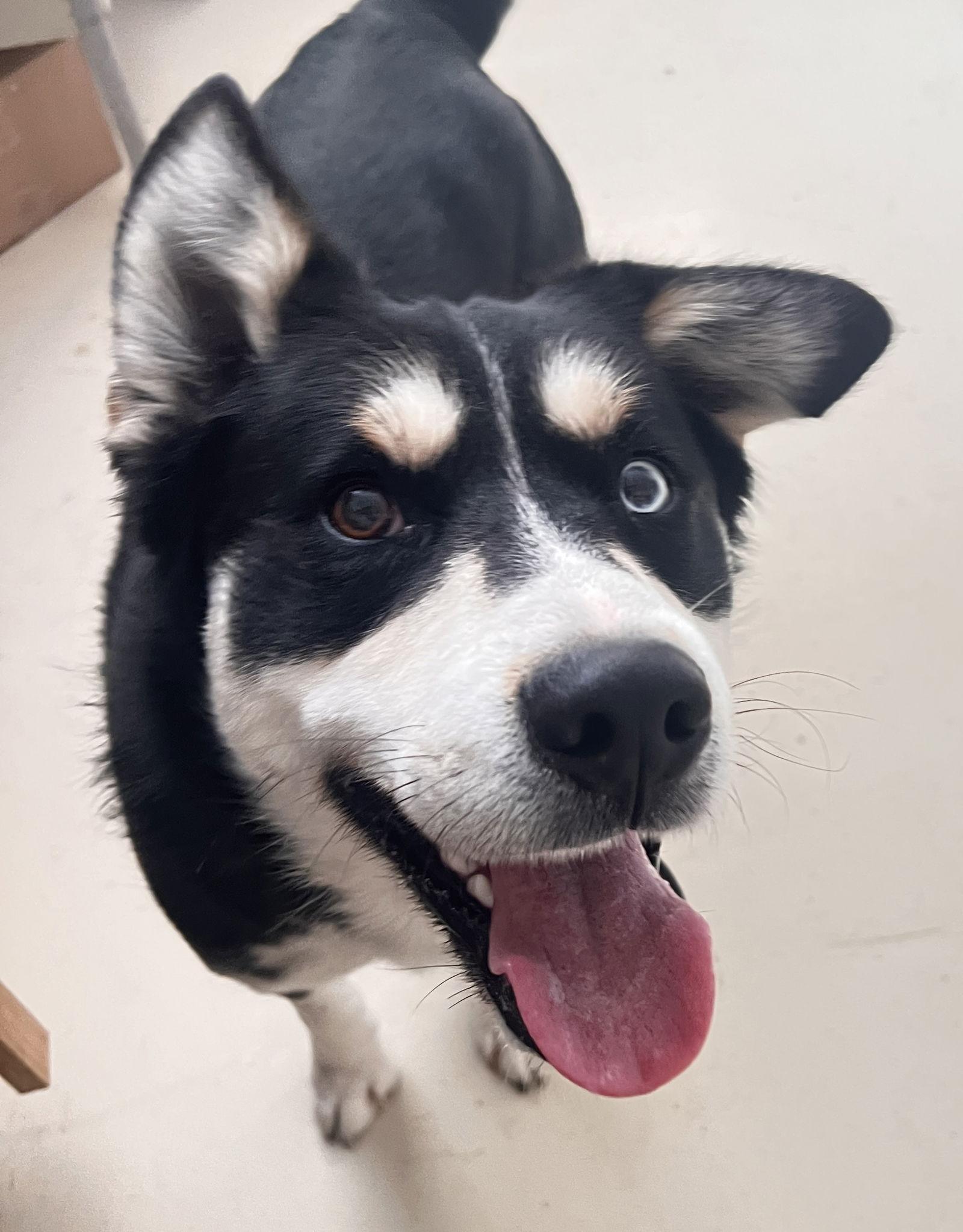 Enlarge Tundra, a Adoptable Husky in Webster, WI image 3/3