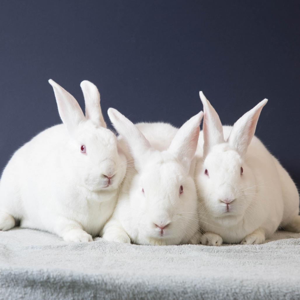 Enlarge Mary, a Adoptable New Zealand in Richmond, CA image 1/6