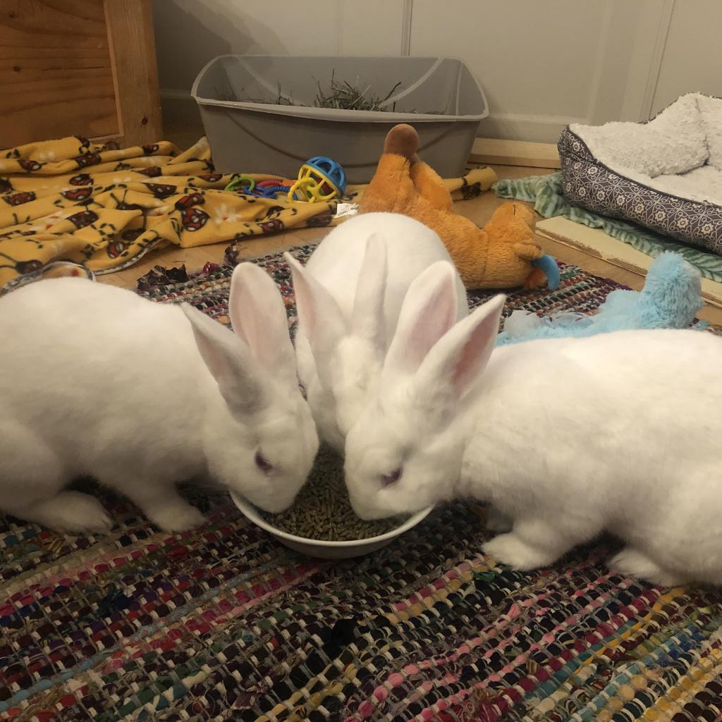 Mary, Adoptable, Adult Female New Zealand.