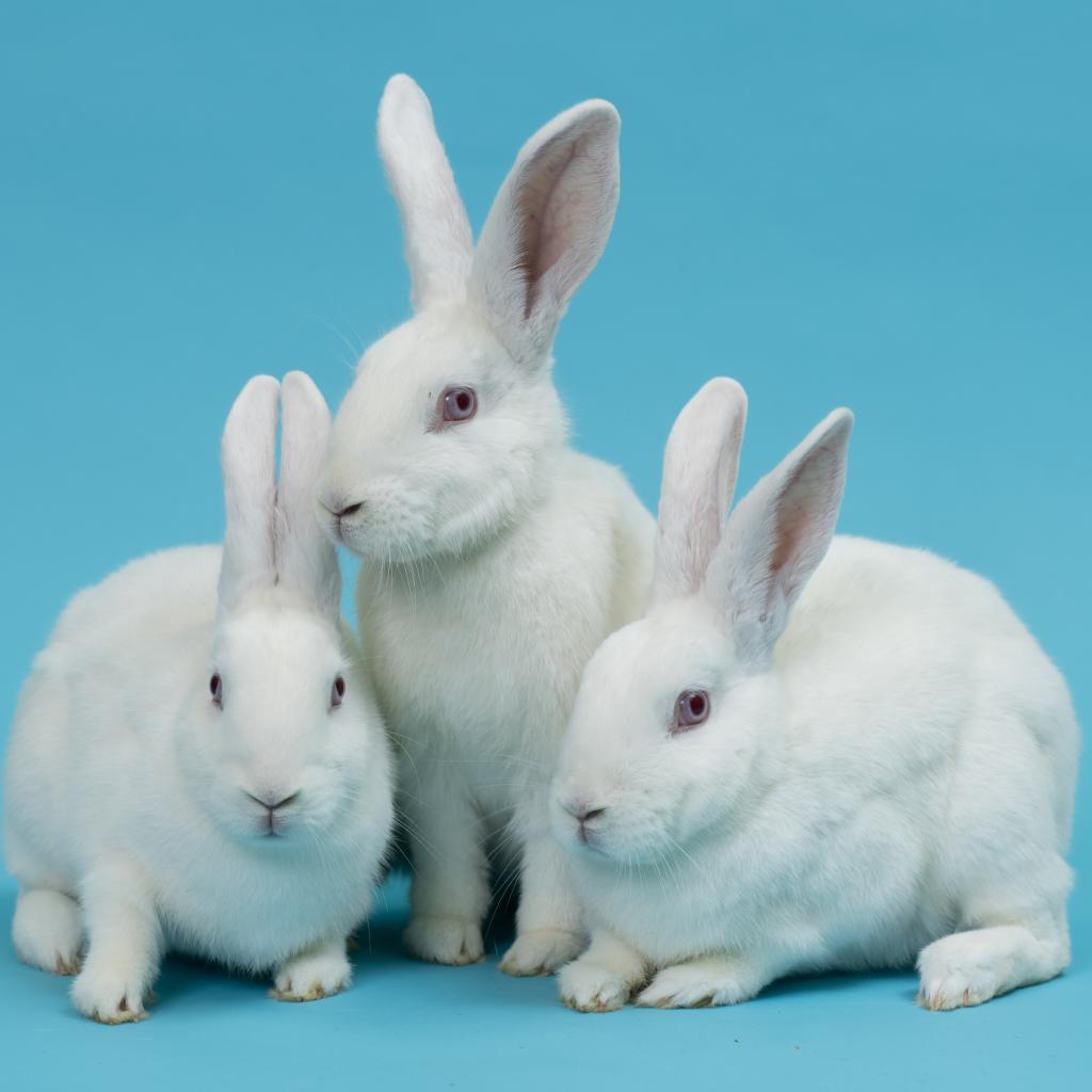 Mary, a Adoptable New Zealand in Richmond, CA image 2/6