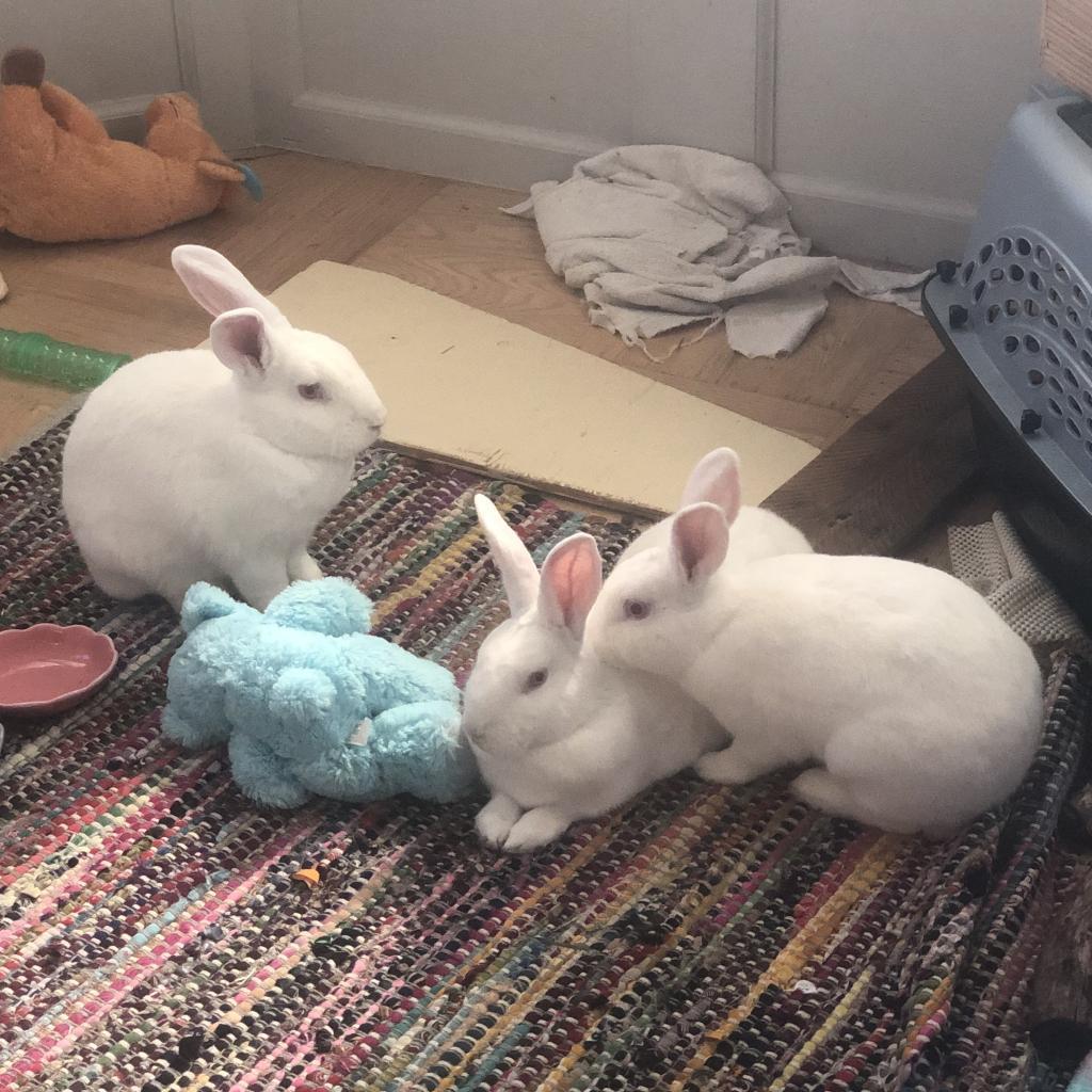 Mary, a Adoptable New Zealand in Richmond, CA image 3/6