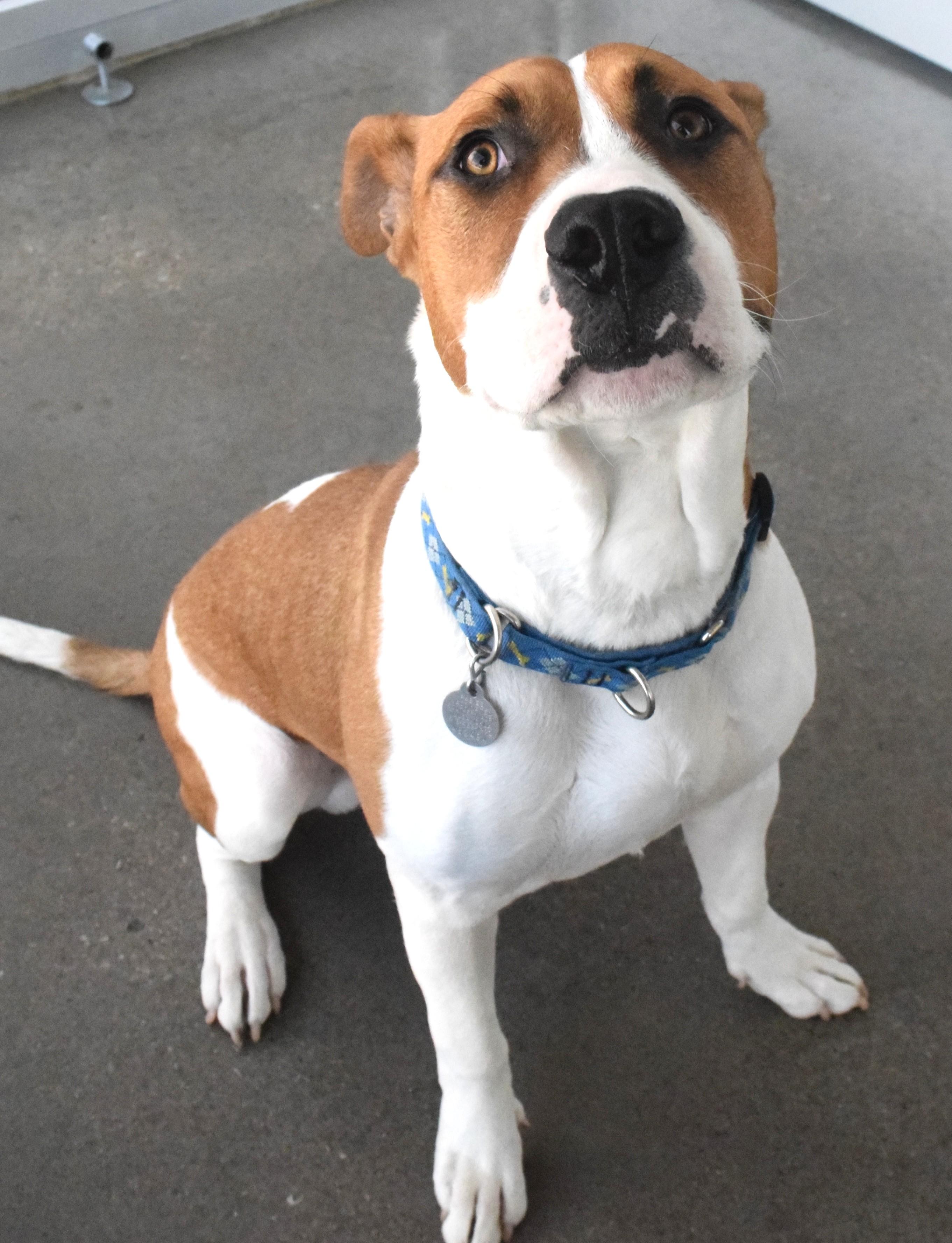 #21999 "Patches", ADOPTABLE, Adult Male Pit Bull Terrier.