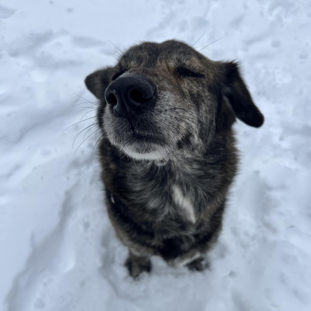 Nova, Adoptable, Adult Female Husky.