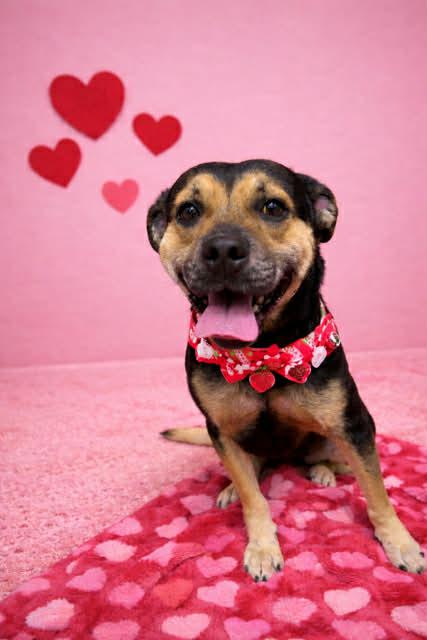 Marley, ADOPTABLE, Adult Female Mixed Breed.