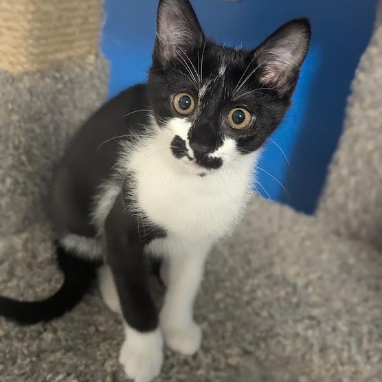 Rorschach aka "Rory", an adopted mixed breed in Knox, PA image 6/6