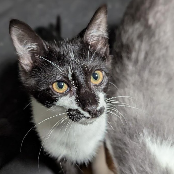 Rorschach aka "Rory", an adopted mixed breed in Knox, PA image 4/6