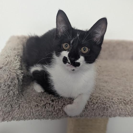 Rorschach aka "Rory", an adopted mixed breed in Knox, PA image 5/6
