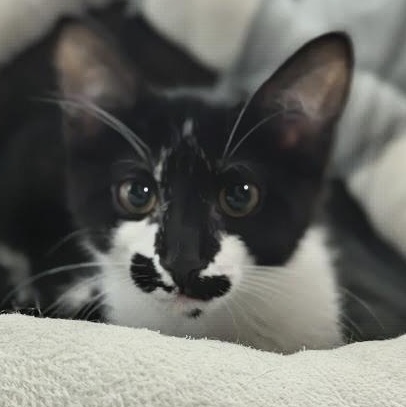 Rorschach aka "Rory", an adopted mixed breed in Knox, PA image 2/6