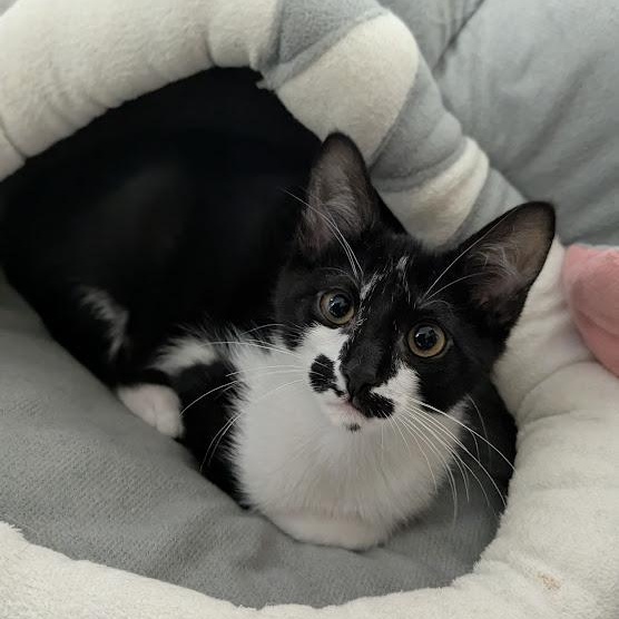 Rorschach aka "Rory", an adopted mixed breed in Knox, PA image 3/6
