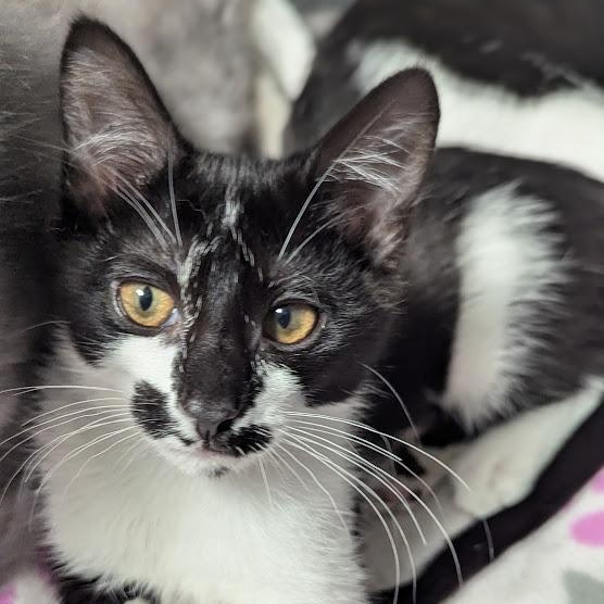 Rorschach aka "Rory", adopted, Kitten Female Domestic Short Hair.
