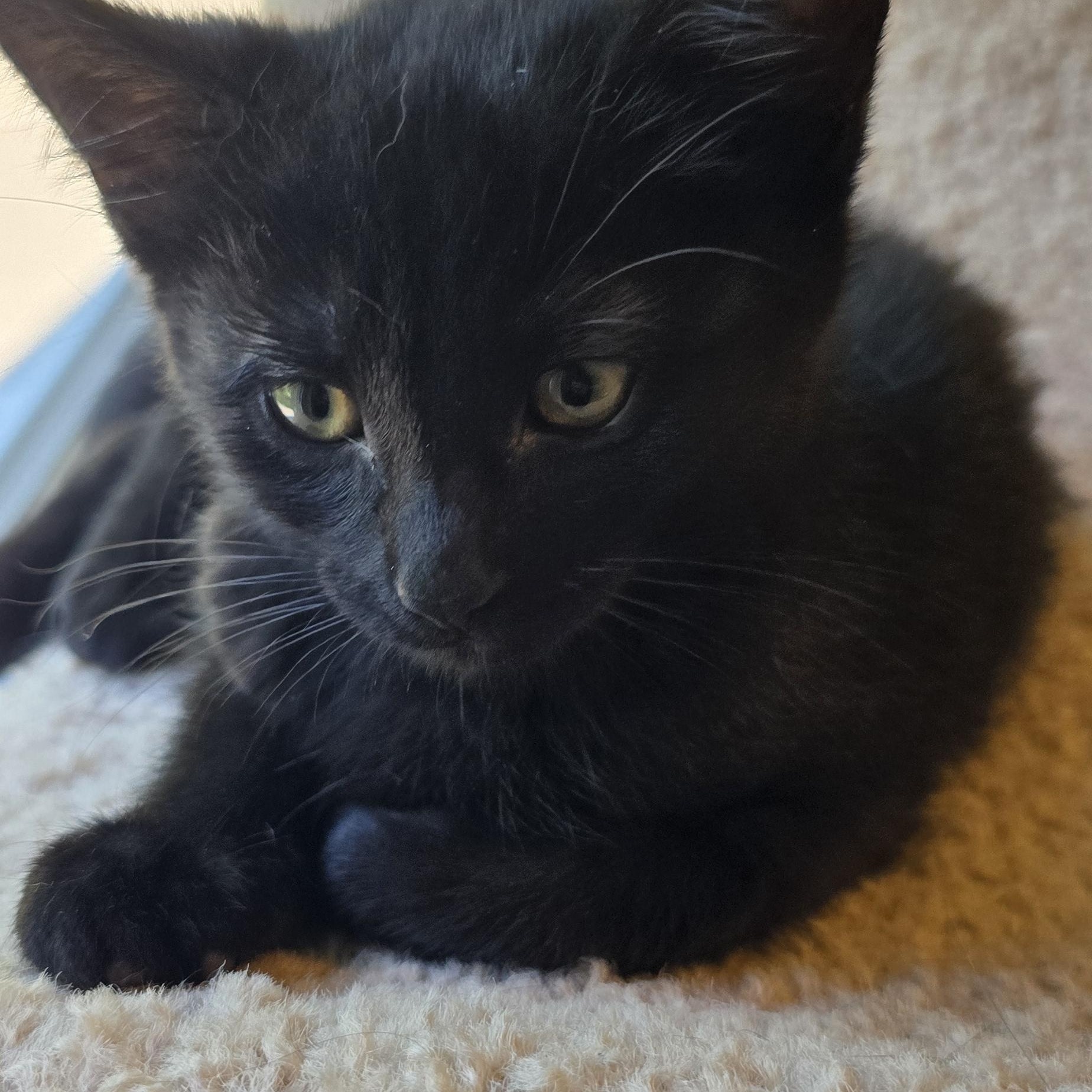 Demi, a ADOPTABLE Domestic Short Hair in Wadsworth, OH image 1/3