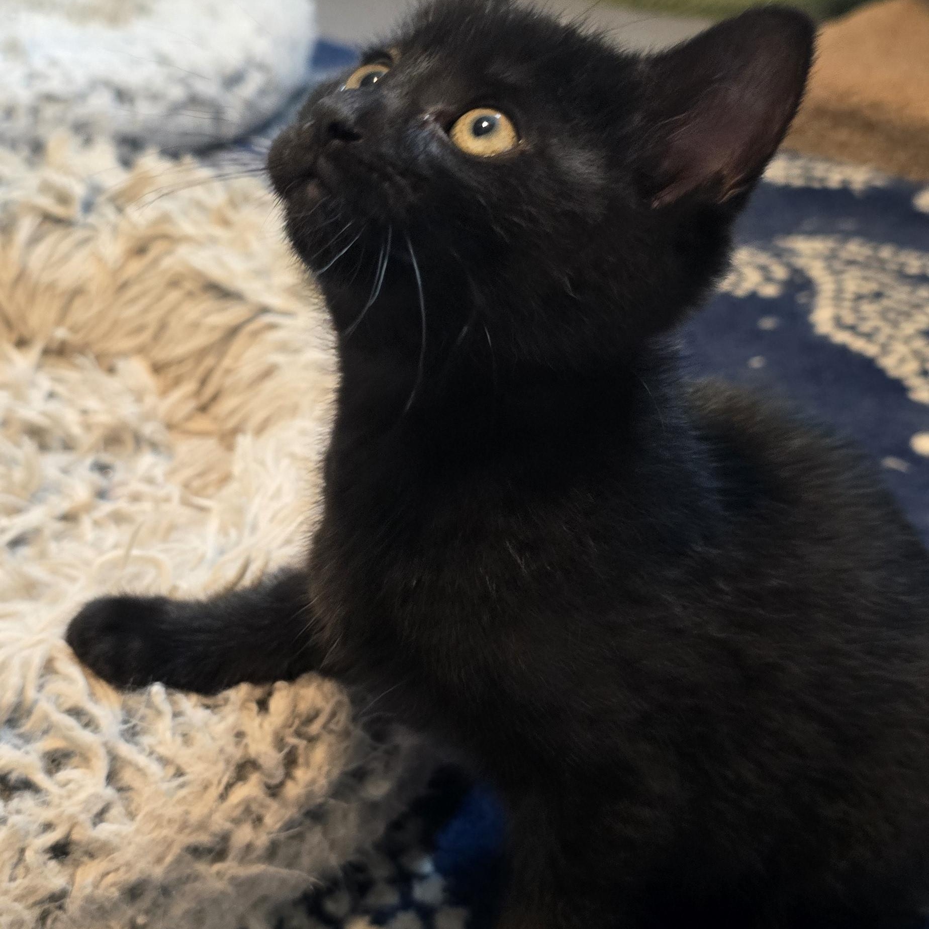 Demi, a ADOPTABLE Domestic Short Hair in Wadsworth, OH image 2/3