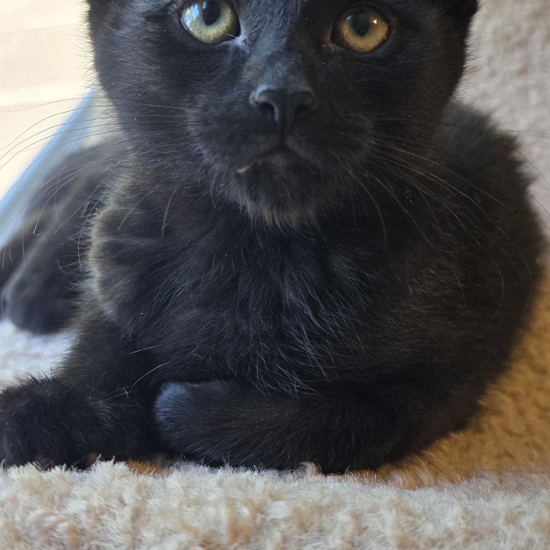 Demi, a ADOPTABLE Domestic Short Hair in Wadsworth, OH image 3/3