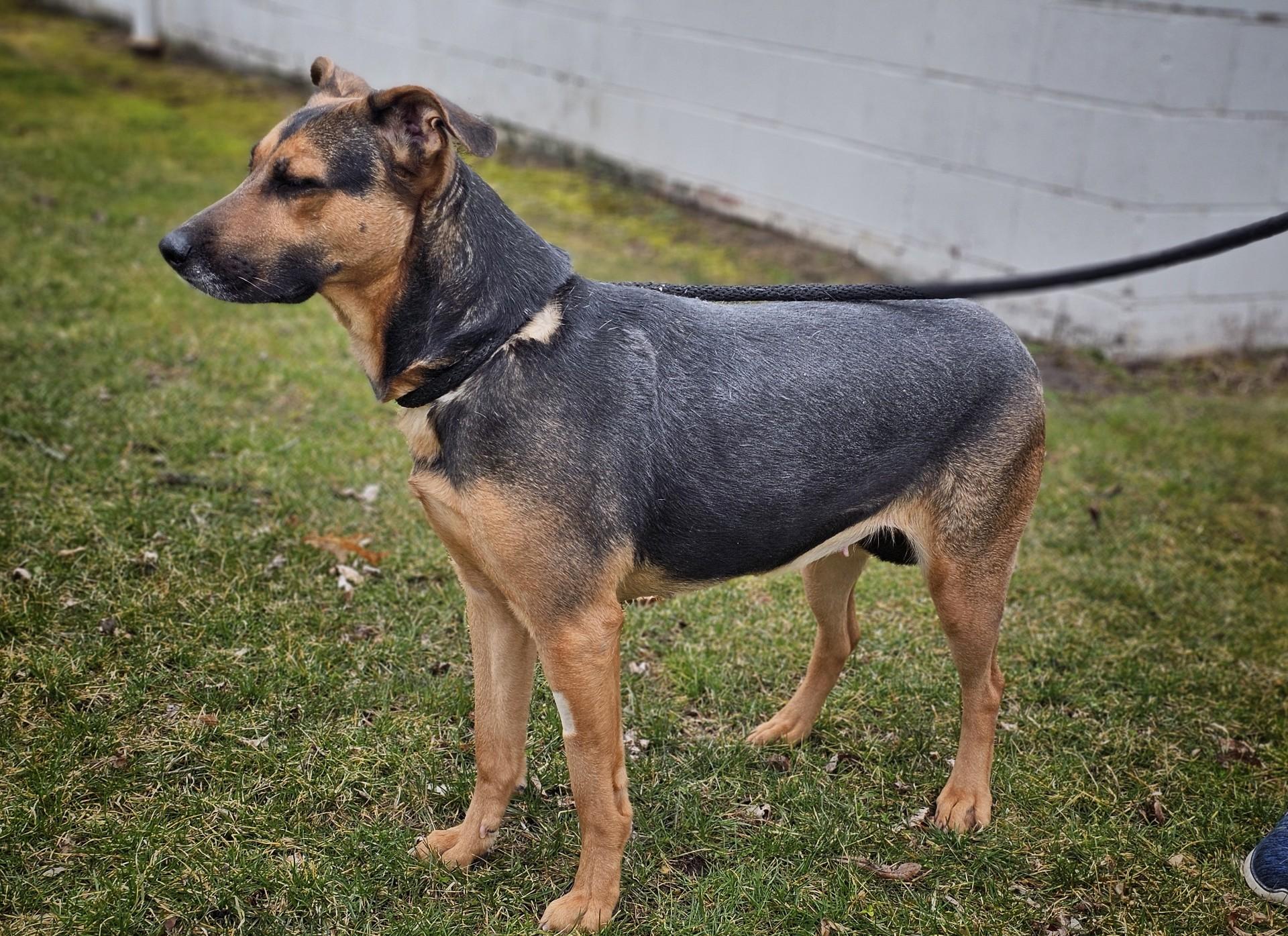 Enlarge Sybil, a ADOPTABLE mixed breed in Bay City, MI image 3/3