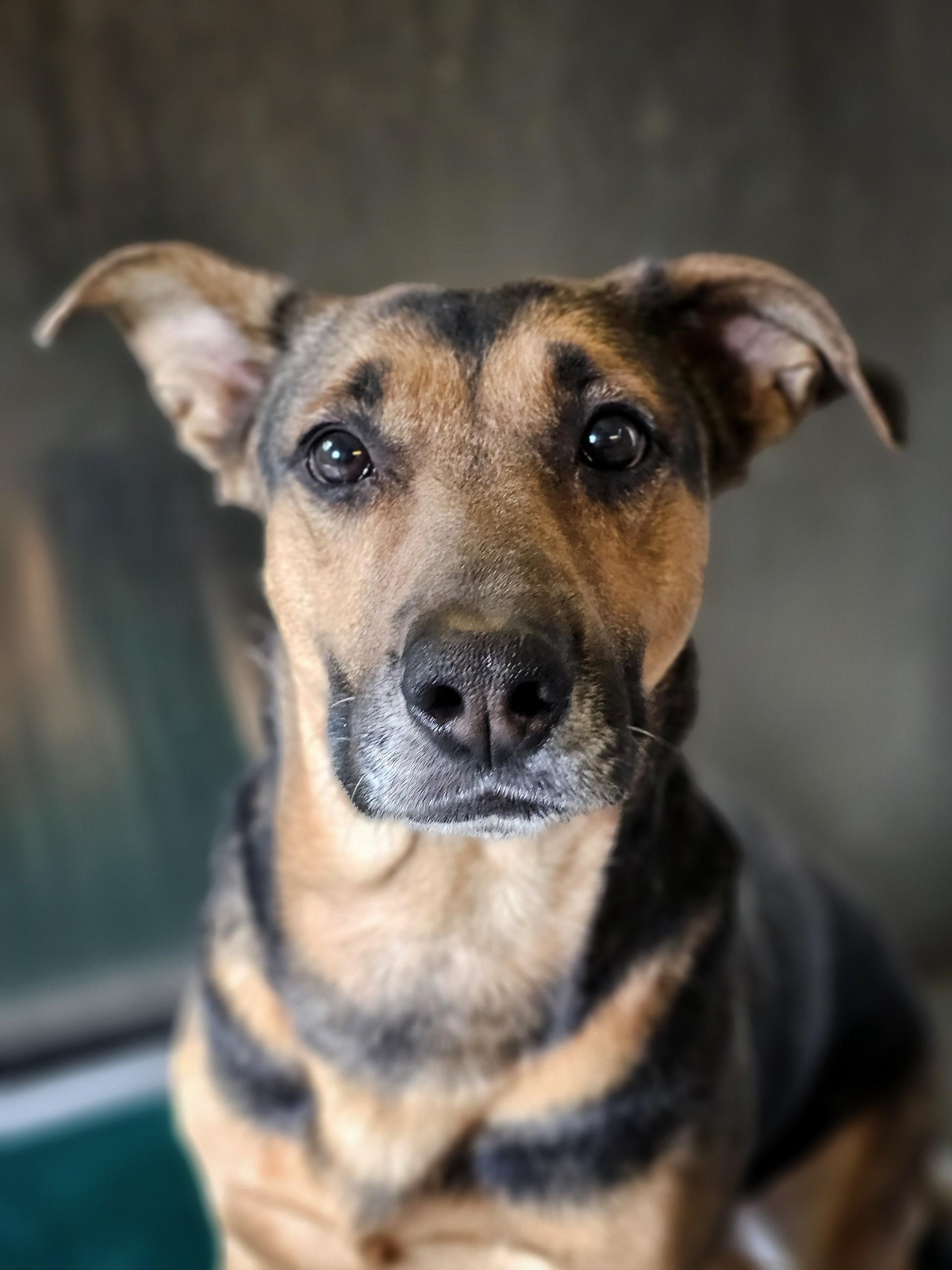 Sybil, ADOPTABLE, Adult Female German Shepherd Dog & Labrador Retriever.