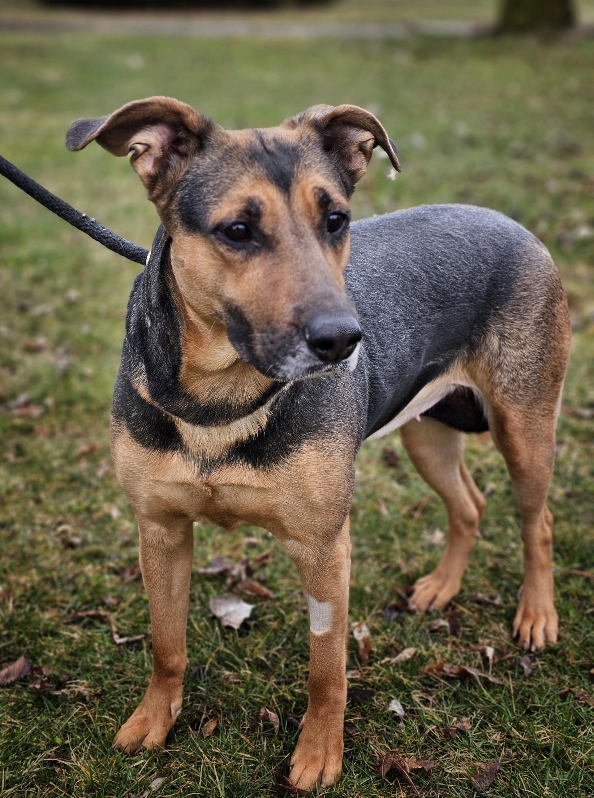 Enlarge Sybil, a ADOPTABLE mixed breed in Bay City, MI image 2/3