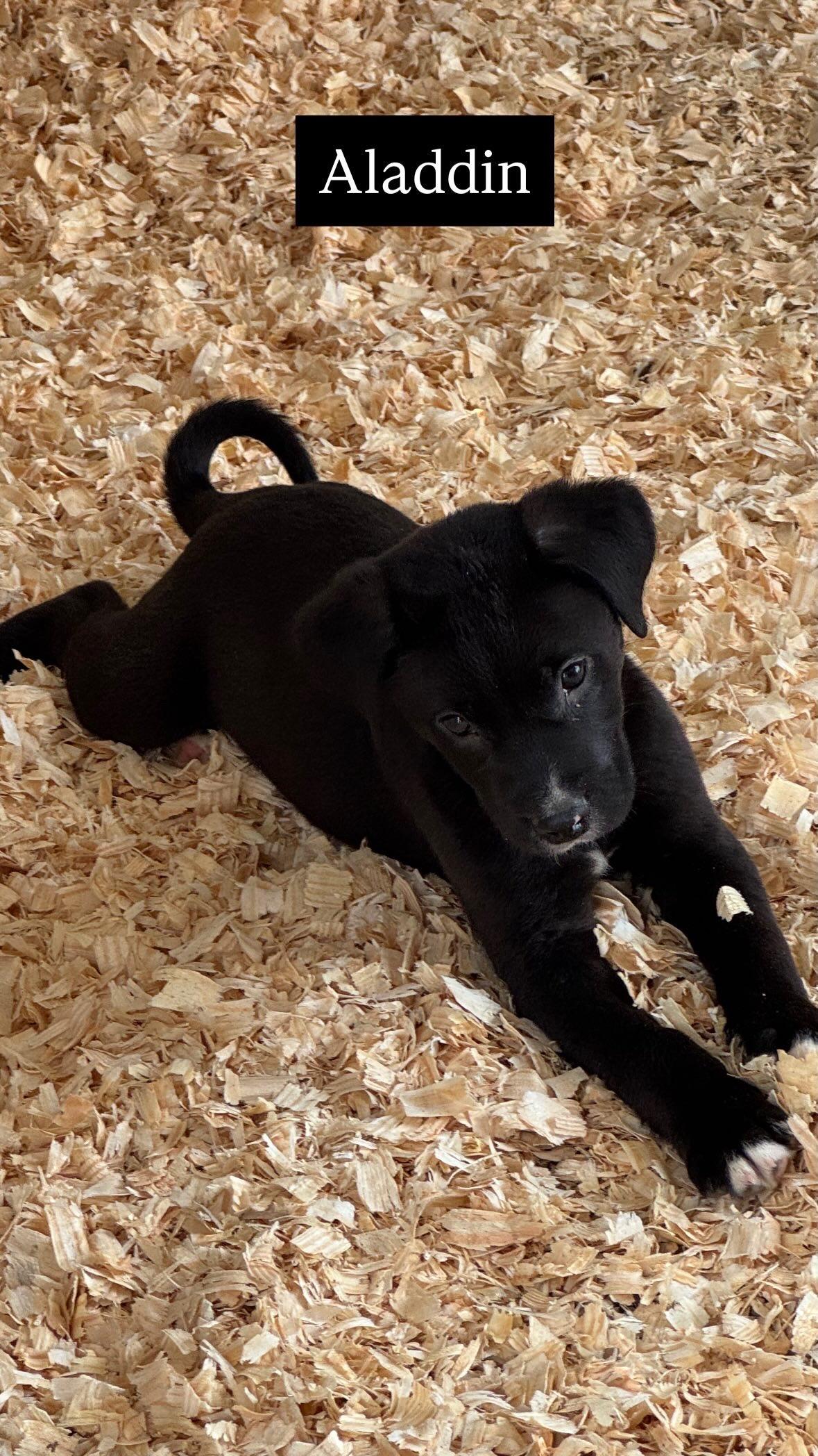 Enlarge Aladdin, a Adoptable mixed breed in Lynchburg, TN image 1/1