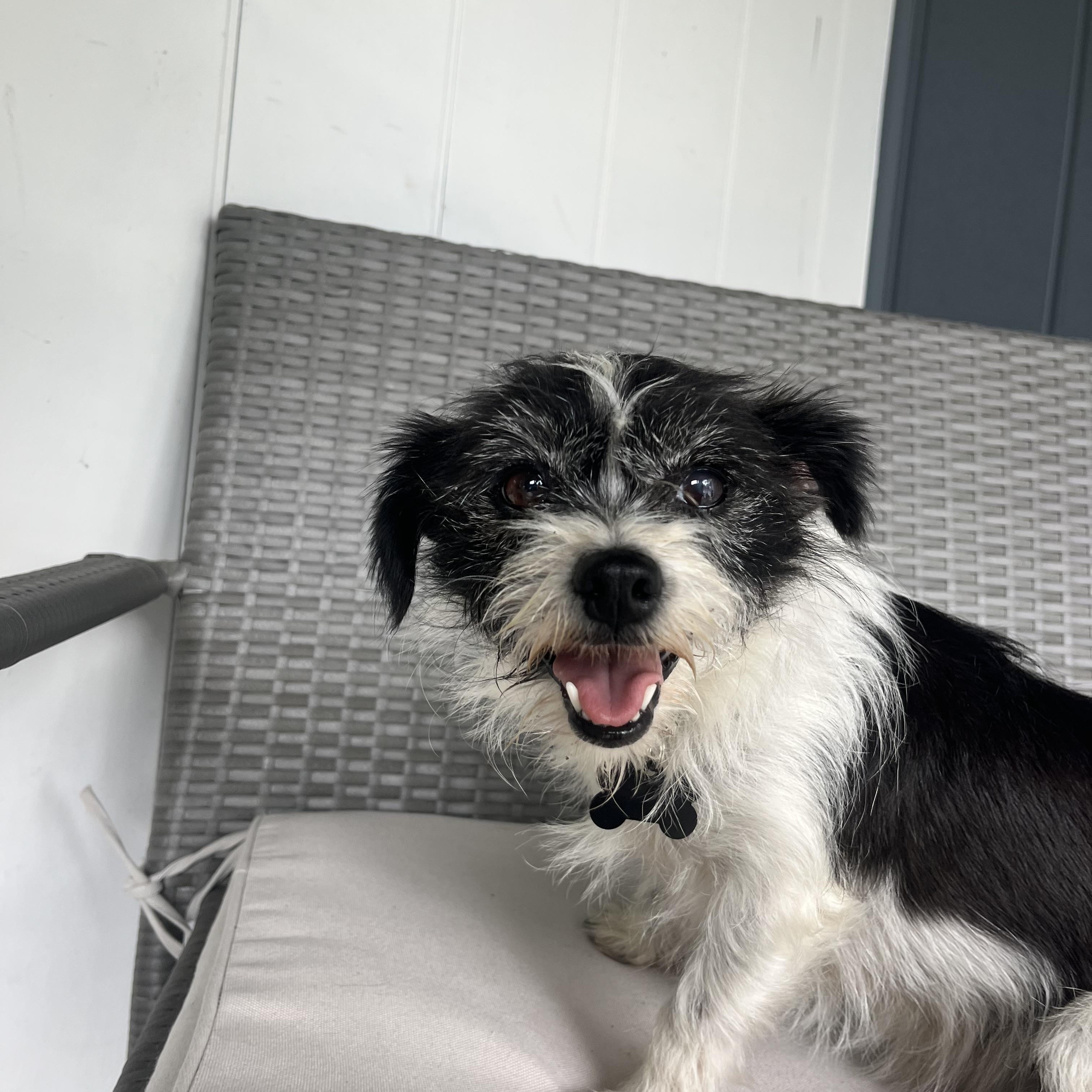 Enlarge Momo & Yuzu, a Adoptable mixed breed in Albuquerque, NM image 2/5