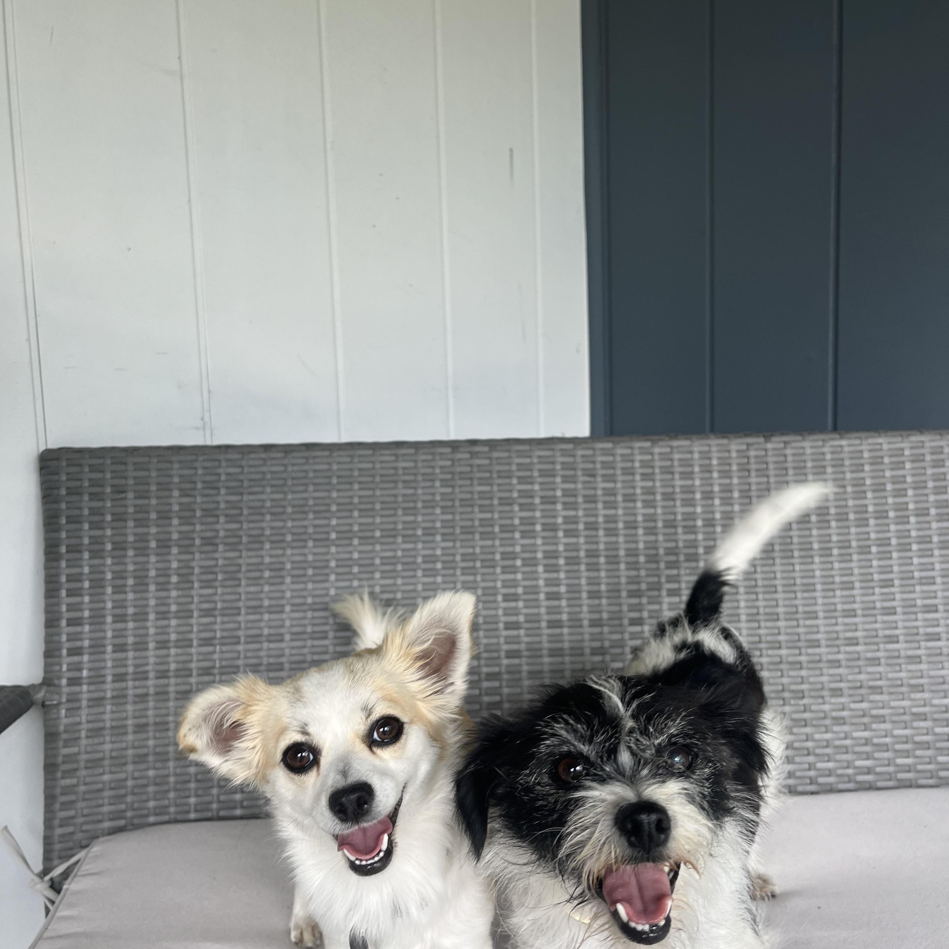 Enlarge Momo & Yuzu, a Adoptable mixed breed in Albuquerque, NM image 1/5