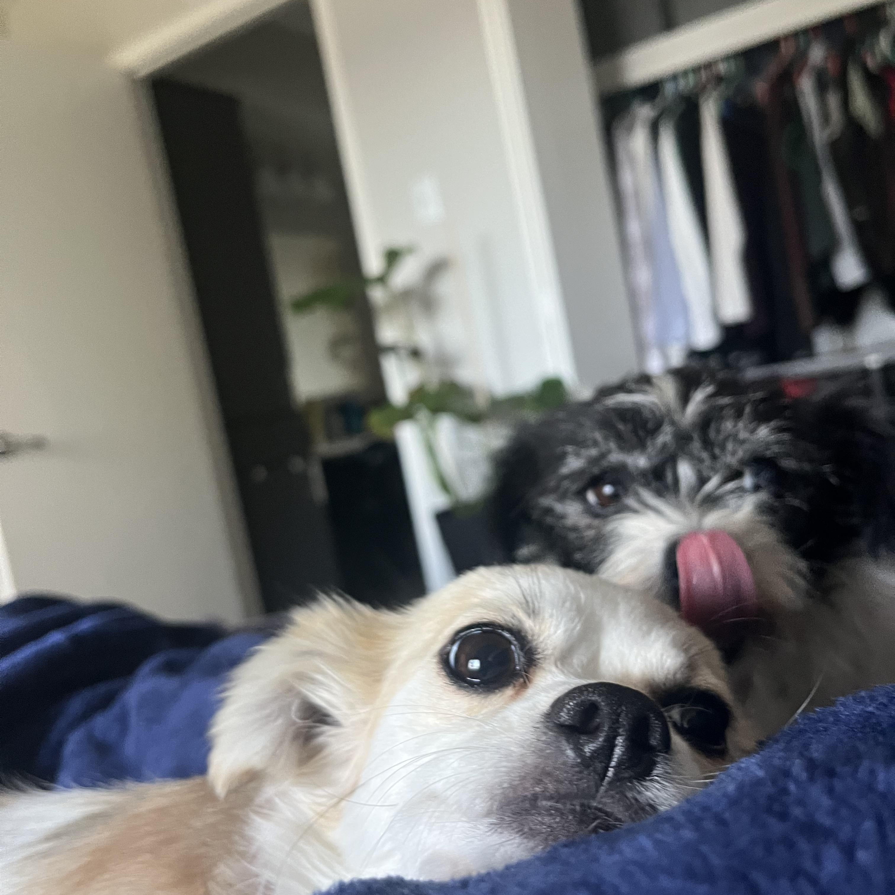 Enlarge Momo & Yuzu, a Adoptable mixed breed in Albuquerque, NM image 5/5