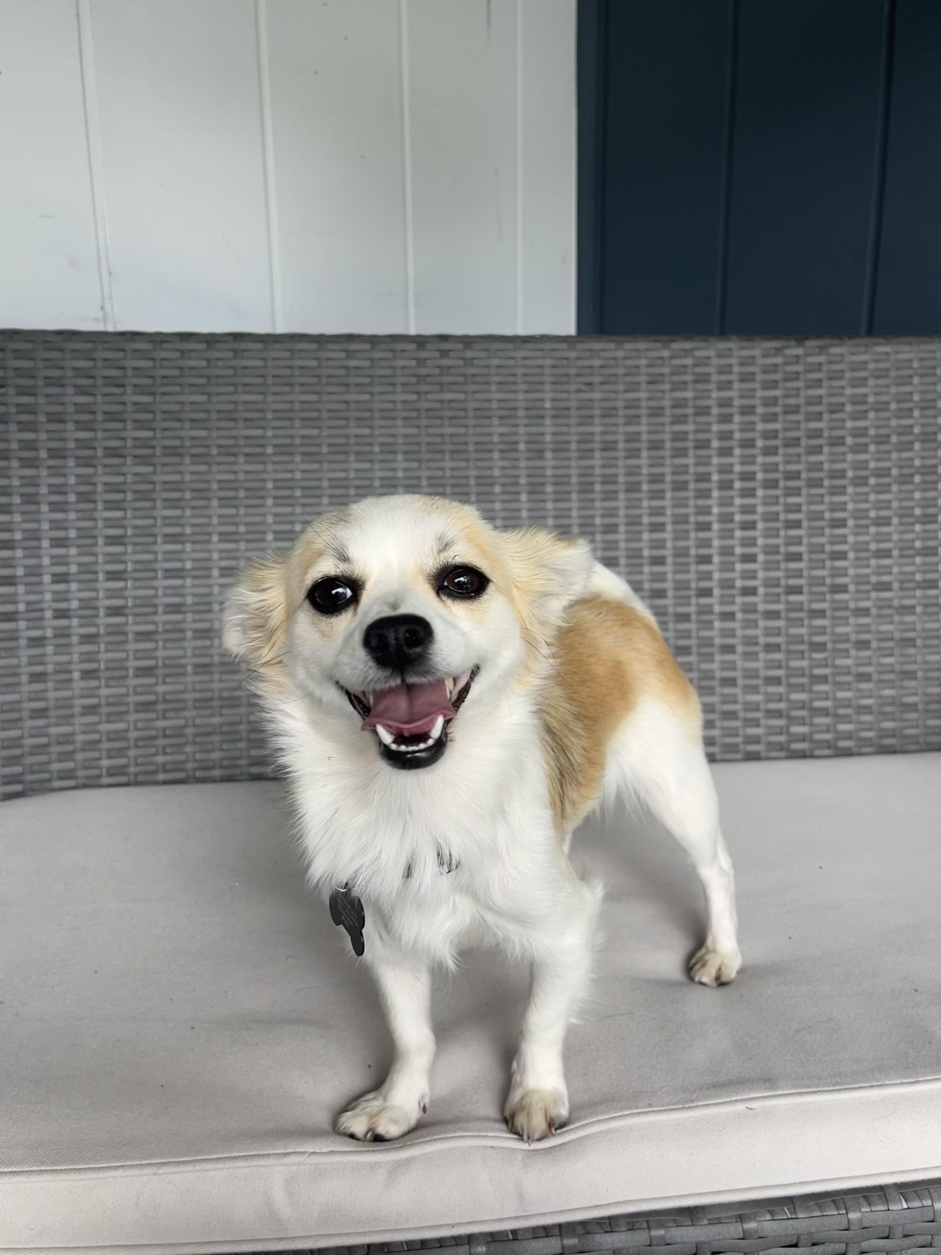 Enlarge Momo & Yuzu, a Adoptable mixed breed in Albuquerque, NM image 3/5