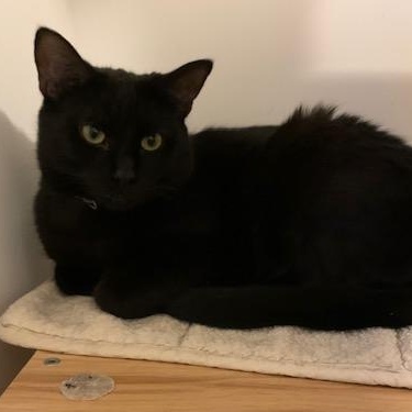 Enlarge Mimine, a Adoptable Domestic Short Hair in Notre Dame de Grâce- Montreal, QC image 5/6
