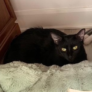 Enlarge Mimine, a Adoptable Domestic Short Hair in Notre Dame de Grâce- Montreal, QC image 4/6