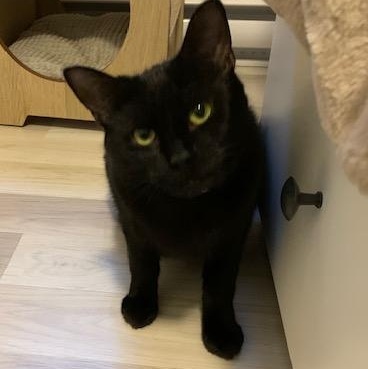 Enlarge Mimine, a Adoptable Domestic Short Hair in Notre Dame de Grâce- Montreal, QC image 1/6