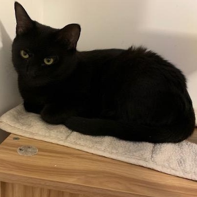 Enlarge Mimine, a Adoptable Domestic Short Hair in Notre Dame de Grâce- Montreal, QC image 2/6