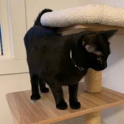 Enlarge Mimine, a Adoptable Domestic Short Hair in Notre Dame de Grâce- Montreal, QC image 6/6