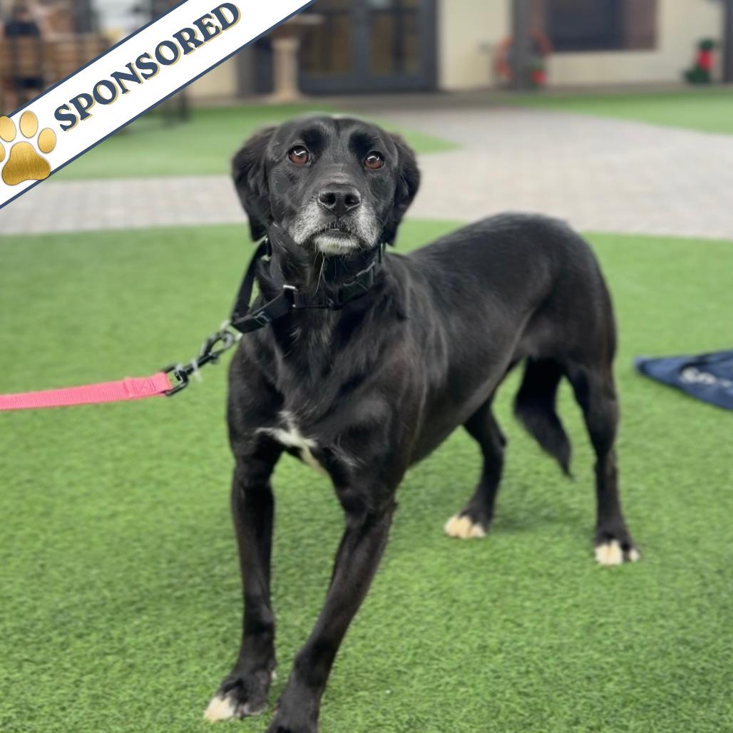Sonni 2730, Adoptable, Adult Female Labrador Retriever & Mixed Breed.