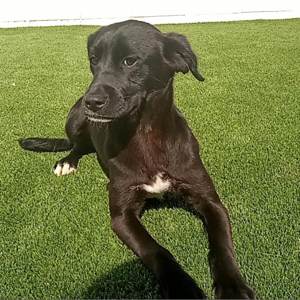 Sonni 2730, Adoptable, Adult Female Labrador Retriever.