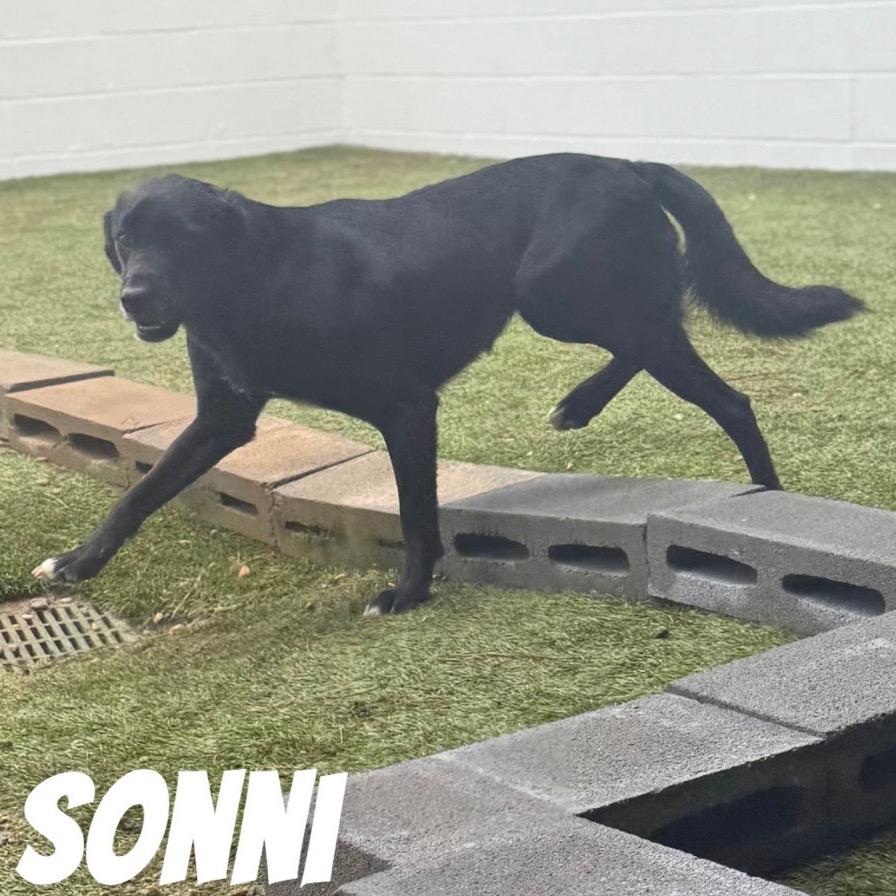 Enlarge Sonni 2730, a Adoptable mixed breed in Montgomery, AL image 2/6