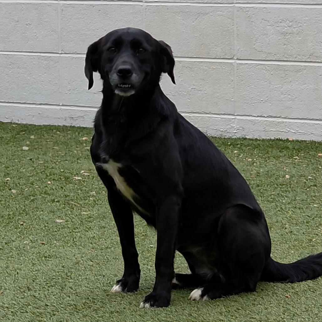 Enlarge Sonni 2730, a Adoptable mixed breed in Montgomery, AL image 3/6