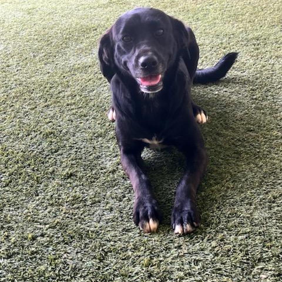 Enlarge Sonni 2730, a Adoptable mixed breed in Montgomery, AL image 4/6