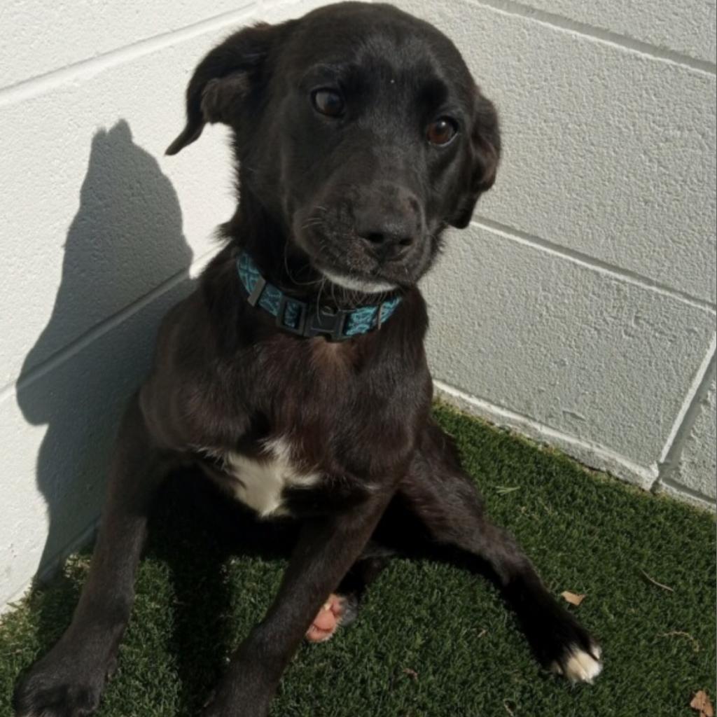 Enlarge Sonni 2730, a Adoptable mixed breed in Montgomery, AL image 5/6