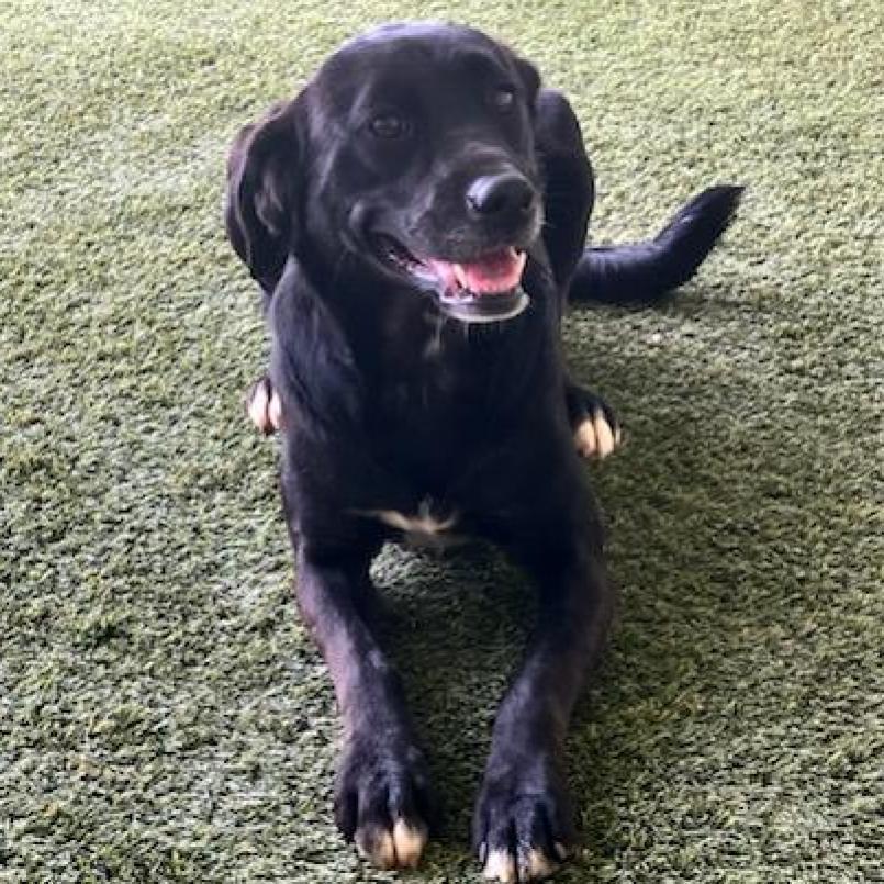 Enlarge Sonni 2730, a Adoptable mixed breed in Montgomery, AL image 6/6