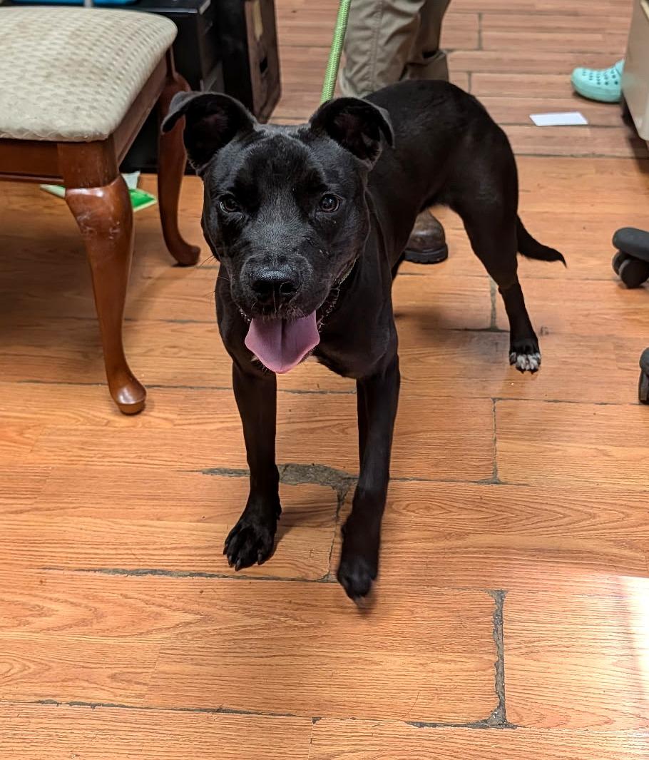 Shadow, ADOPTABLE, Young Female Pit Bull Terrier & Black Labrador Retriever.