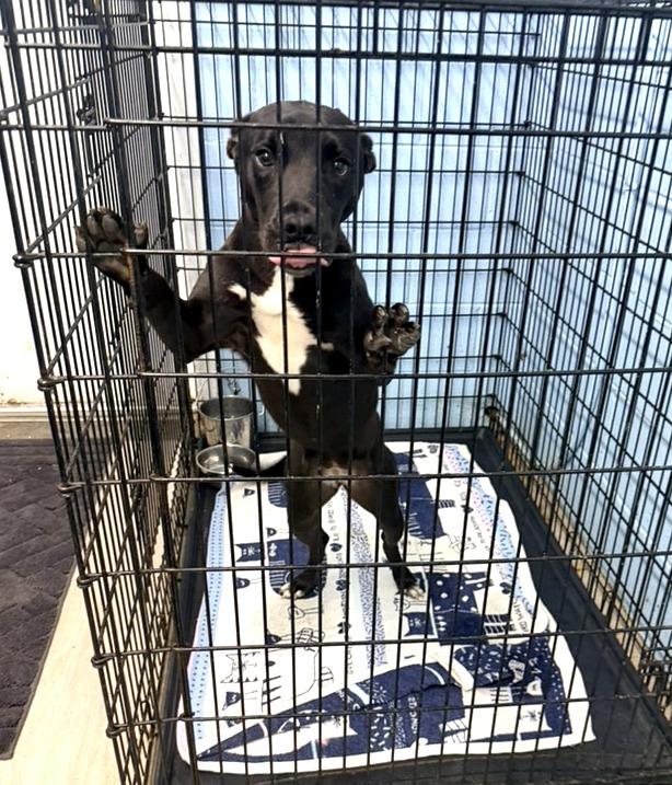 Shadow, a ADOPTABLE mixed breed in Petersburg, VA image 2/3