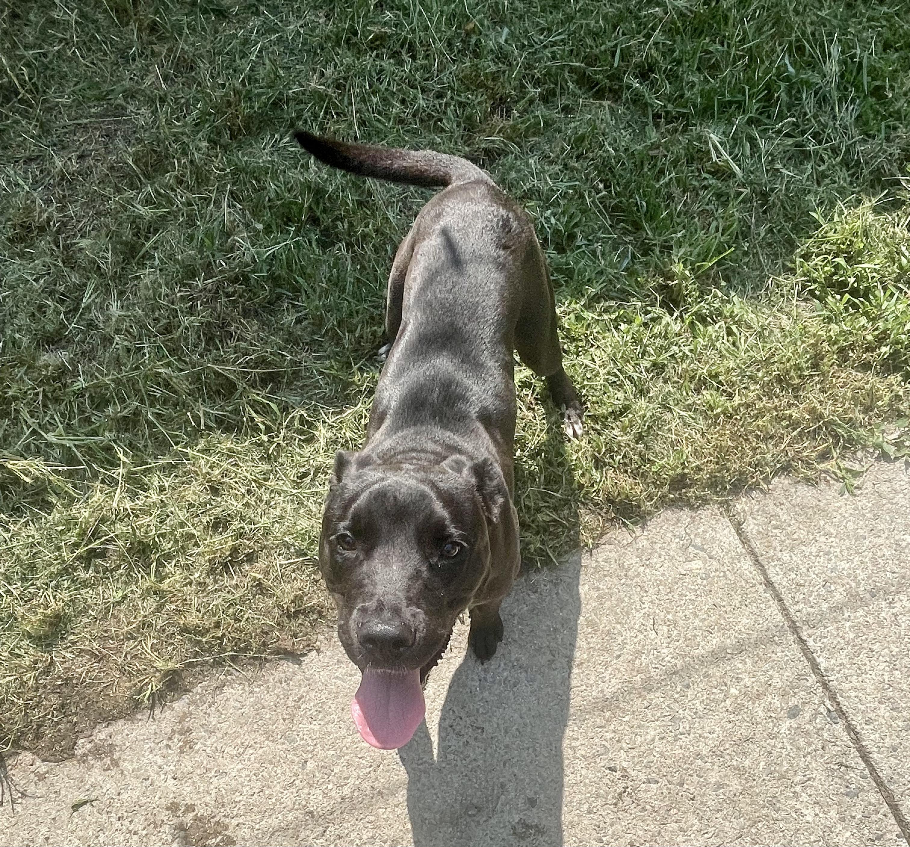 Shadow, a ADOPTABLE mixed breed in Petersburg, VA image 3/3