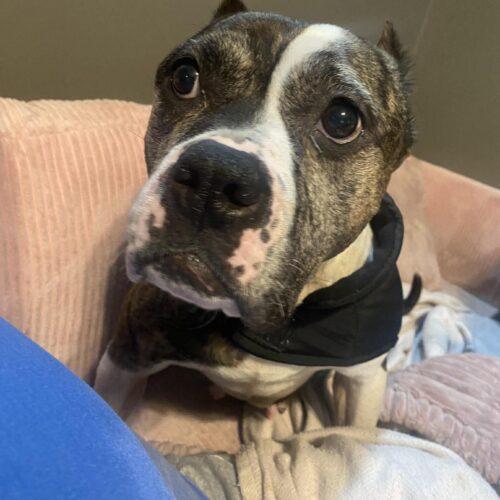 Enlarge Confetti, a Adoptable mixed breed in Sanford, NC image 1/6