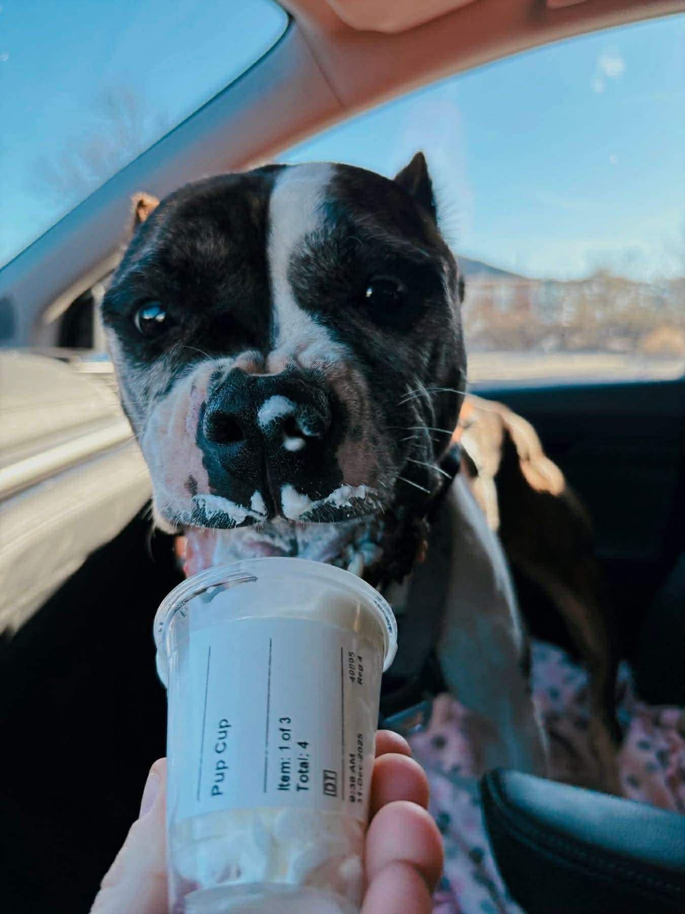 Enlarge Confetti, a Adoptable mixed breed in Sanford, NC image 2/6