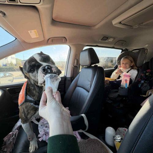 Enlarge Confetti, a Adoptable mixed breed in Sanford, NC image 3/6