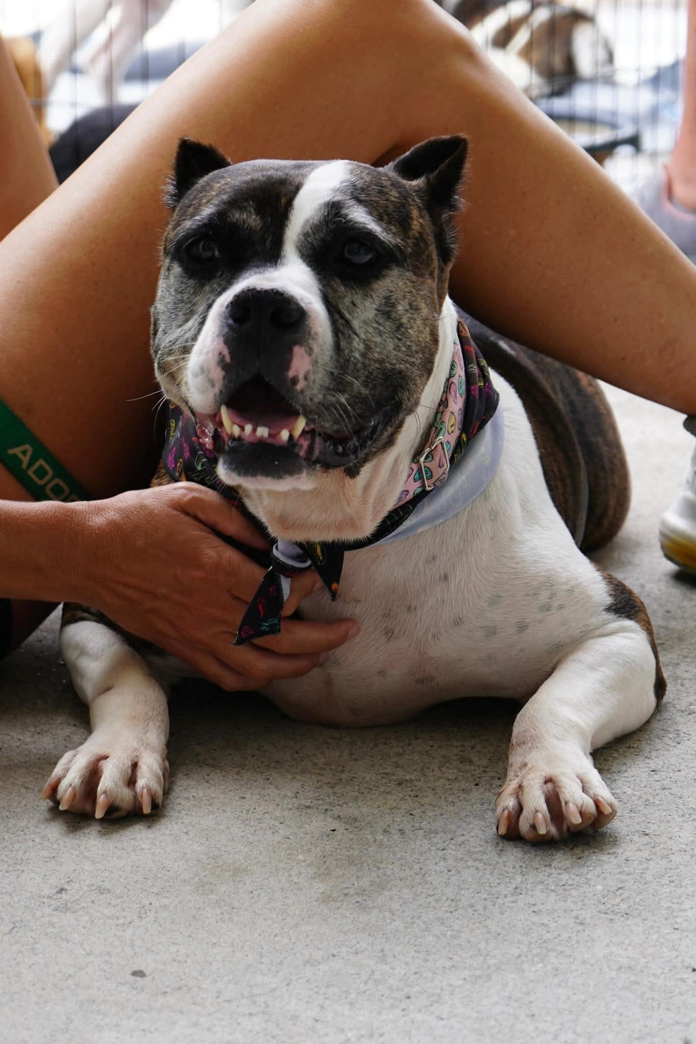 Confetti, a Adoptable mixed breed in Sanford, NC image 2/6