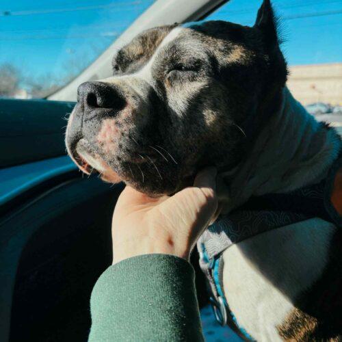 Enlarge Confetti, a Adoptable mixed breed in Sanford, NC image 5/6