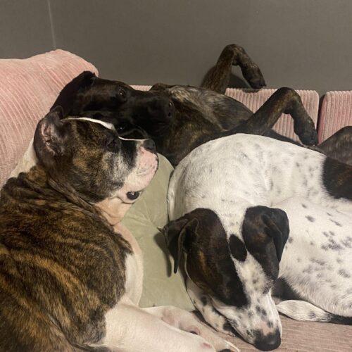 Enlarge Confetti, a Adoptable mixed breed in Sanford, NC image 6/6